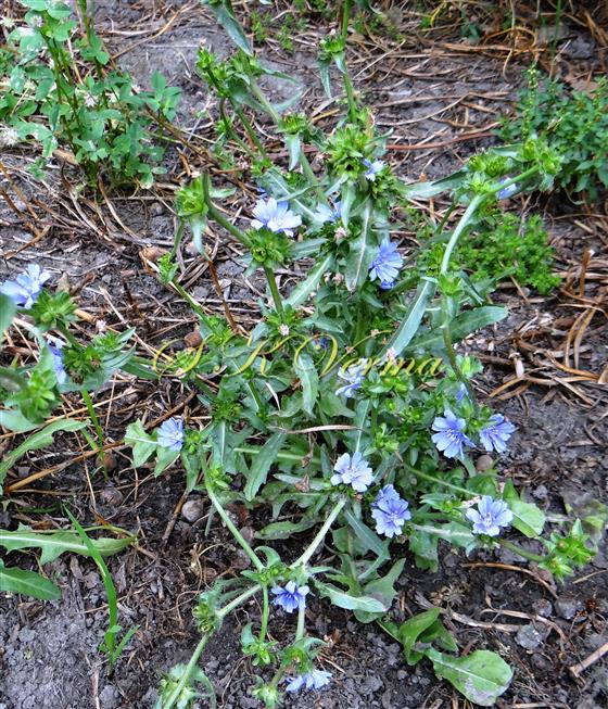  Plant